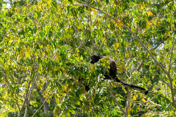 Fototapeta premium Mantled howler. I took this picture in Cano negro, Costa Rica.