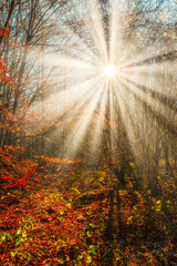 Obraz premium Autumn forest nature