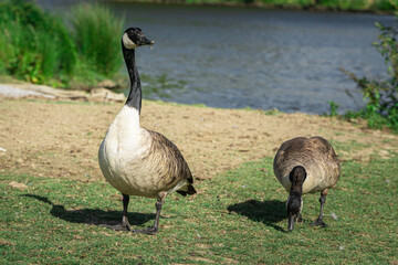 canada goose family