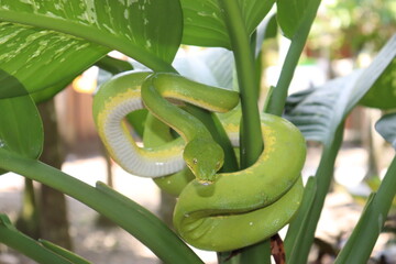 Perfect Camouflage from Green Snake (or Opheodrys Vernalis) in Keladi flower