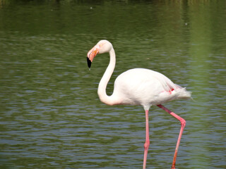 Phoenicopterus roseus