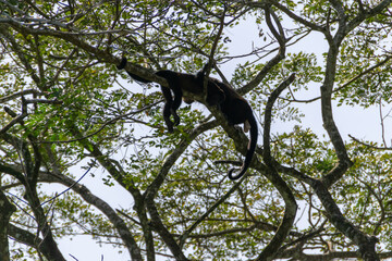 Mantled howler.
I took this picture in Cano negro, Costa Rica.