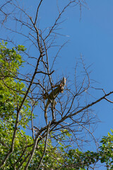 An iguana sunbathing on a tree.
Taken in Cañonegro, Costa Rica.