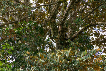 White-headed capuchin (white-faced capuchin)
I took this picture in Cano negro, Costa Rica.