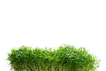 Fresh cilantro seedlings in plastic container isolated on white