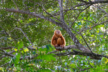 Obraz premium Golden monkey. I took this picture in Cano negro, Costa Rica.