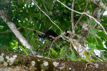 Mantled howler.
I took this picture in Cano negro, Costa Rica.