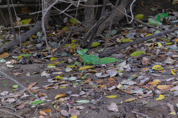 The green basilisk.
I took this picture in Cano negro, Costa Rica.