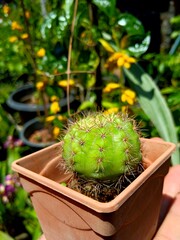 cactus in a pot with Bokeh background