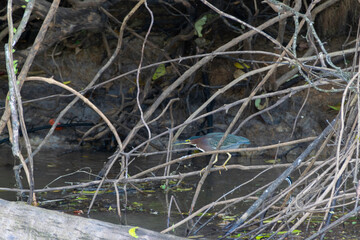 Birds of the Waterfront. Type unknown.
Taken in Cañonegro, Costa Rica.