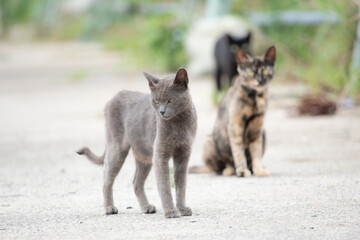 野良猫のいる港