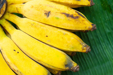 A branch of juicy yellow bananas close up