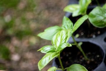 バジル の育成