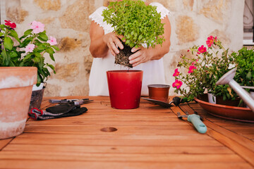 unrecognizable middle age woman working with plants outdoors, gardening concept. Nature