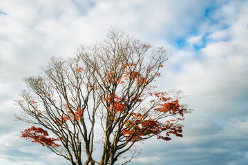 Autumn tree