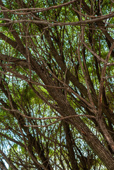 Tree branches pattern