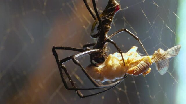 Silk spider sitting in his web and preparing a dead grasshopper