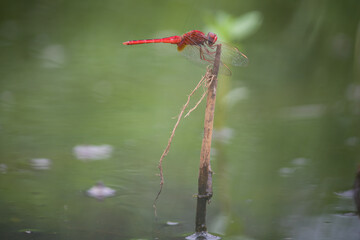 red dragonfly on a green background, dragonfly on water, sitting dragonfly, beautiful dragonfly, red dragonfly image, red insects, nature photography
