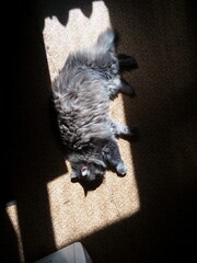 gray fluffy cat resting on the floor under a light spot