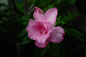 Pink azalea flowers that bloom beautifully on a black background.