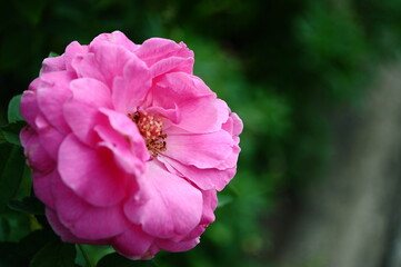 A beautiful close up pink rose