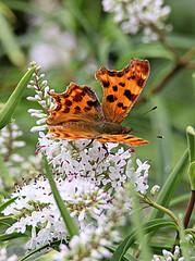 Comma Butterfly