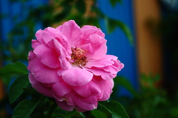 A beautiful close up pink rose