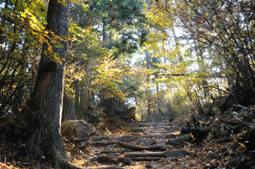 秋の登山道の風景