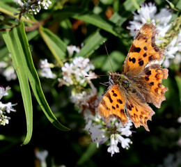 Comma Butterfly