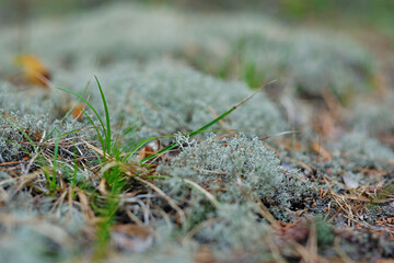 Turquoise moss Orthotrichum in a forest in autumn, macro shot with blurry background.