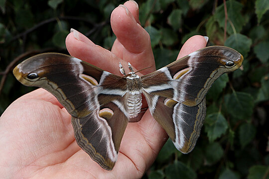 Ricini Silkmoth