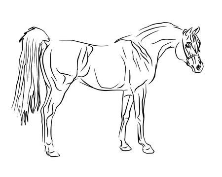  isolated contour drawing of a beautiful elite Arab stallion on a white background for design, logo, emblem, poster, coloring