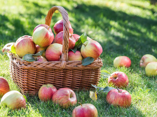 Apple harvest. Ripe red apples in the basket on the green grass.