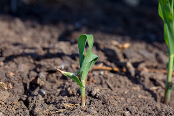 Corn plant with twisted leaf, roping, buggy whipping, or rapid growth syndrome. Concept of corn crop health and agronomy
