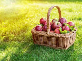 Apple harvest. Ripe red apples in the basket on the green grass.