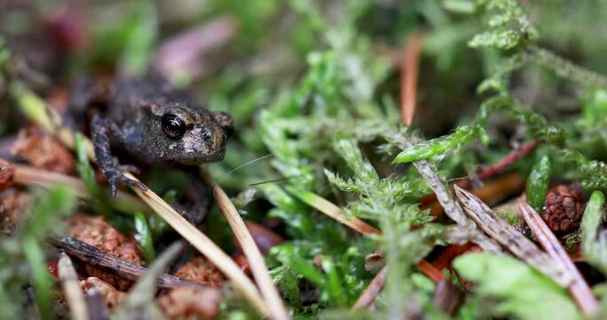small common frog walking along forest floor debris of moss and pine needles.