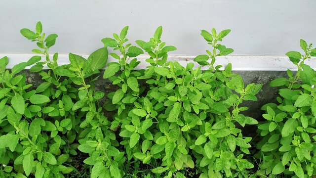 Tulsi Plant in a yard of a house