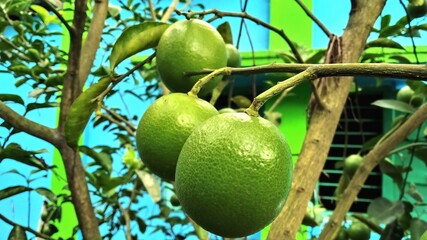 Mosambi is commonly know as ‘sweet lime/sweet lemon’ in English. It is a citrus fruit.Botanical name : Citrus limetta.