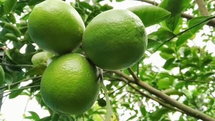 Mosambi is commonly know as ‘sweet lime/sweet lemon’ in English. It is a citrus fruit.Botanical name : Citrus limetta.