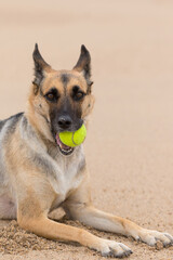 Portrait of a Beautiful German Sheppard playing and running on the beach with a tennis ball