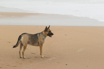 Fototapeta na wymiar Portrait of a Beautiful German Sheppard playing and running on the beach
