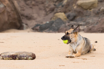 Fototapeta na wymiar Portrait of a Beautiful German Sheppard playing and running on the beach with a tennis ball