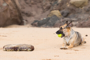 Fototapeta na wymiar Portrait of a Beautiful German Sheppard playing and running on the beach with a tennis ball
