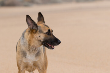 Portrait of a Beautiful German Sheppard playing and running on the beach