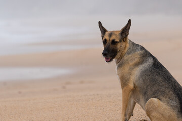 Portrait of a Beautiful German Sheppard playing and running on the beach