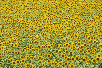 満開となったヒマワリ畑