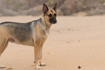 Naklejka na ściany i meble Portrait of a Beautiful German Sheppard playing and running on the beach