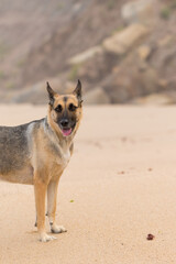 Portrait of a Beautiful German Sheppard playing and running on the beach