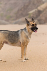 Portrait of a Beautiful German Sheppard playing and running on the beach