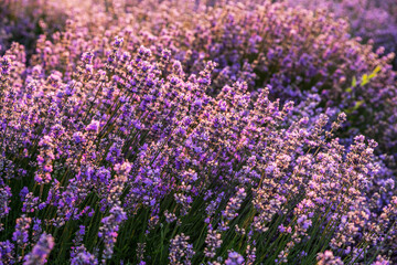 Fototapeta premium Colorful flowering lavandula or lavender field in the dawn light.